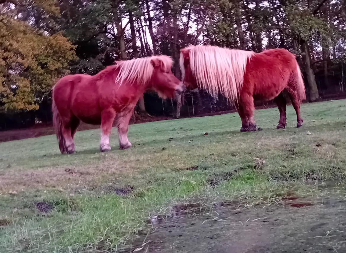 Natuur bij Driehoeven