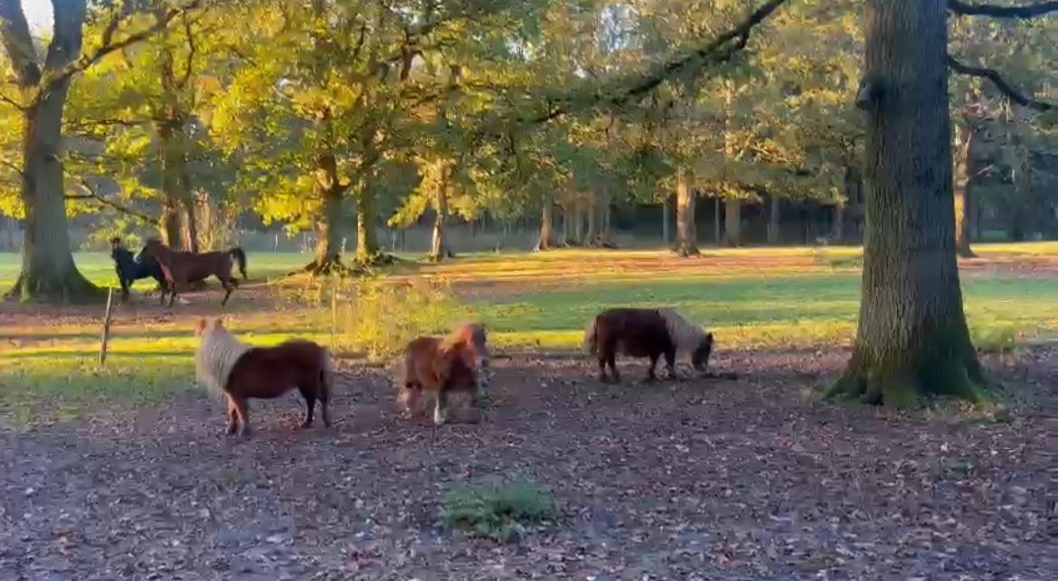 Activiteiten bij Driehoeven