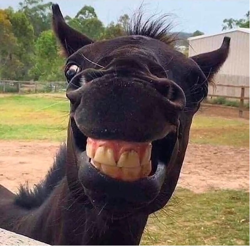 Alpaca bij Driehoeven