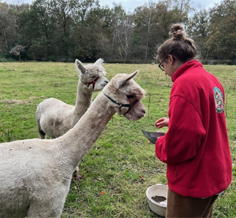 Alpaca verzorging