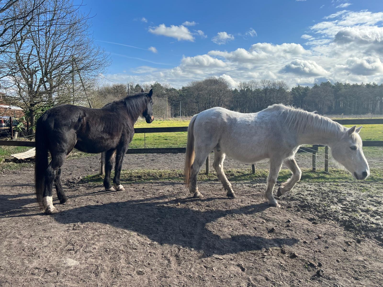 Rustige momenten met onze lieve paarden